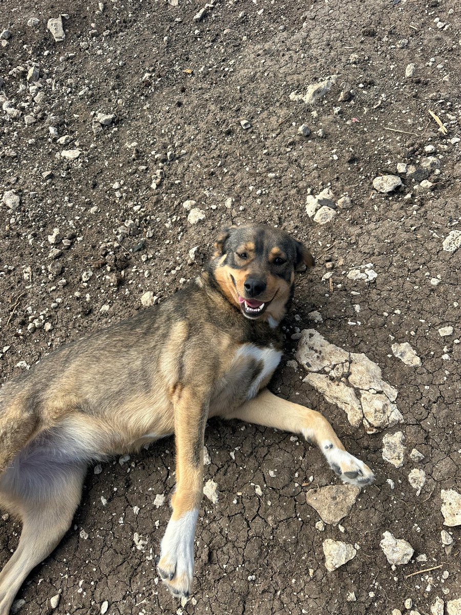 Kiki kuşum hala pansiyonda ve onu soran tek bir (1) kişi bile olmadı bu zamana kadar. Cins olmaması  mükemmel bir dost olduğu  gerçeğini değiştirmiyor. Bütün canlılarla uyum , sevgi ve huzur içinde yaşayabilir. 2-3 yaşlarında bebekliğinden beri yaşadığı yerden belediye tarafından