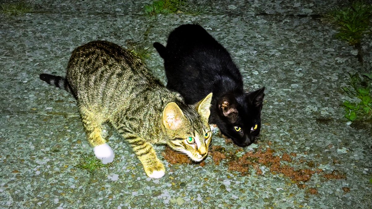 StreetCatSafari's tweet photo. Wild kittens appeared from the darkness: https://t.co/u7ZdA3aYrh
#feedingstreetcats #feedingstraycats #streetcats #straycats #straykitten #feralkitten #cat #cats #catlover #kitten #kitty #lovecats #catlovers #catloversclub #catlife #crazycatlady https://t.co/mGTdYfGTtK
