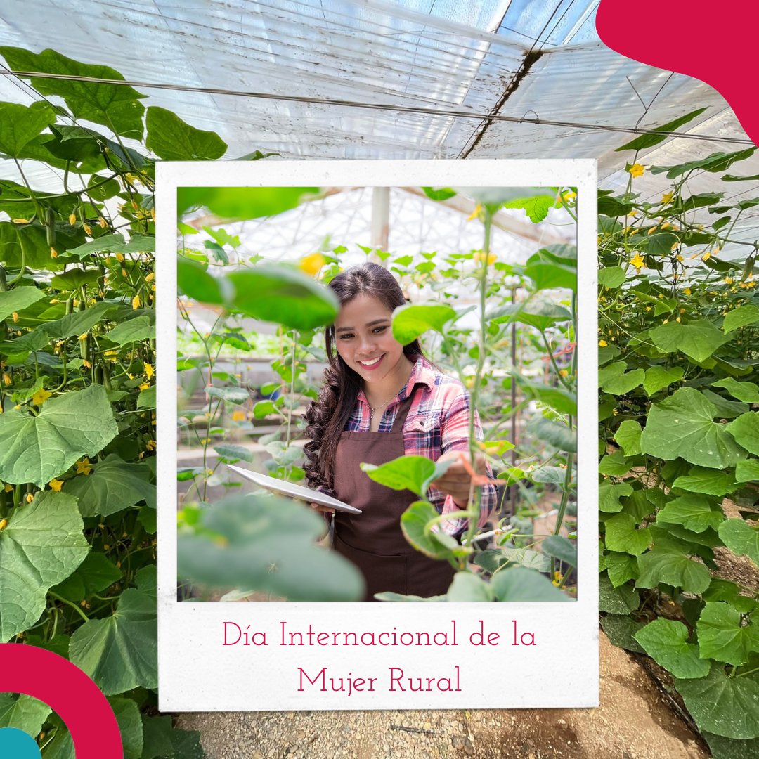 Desde Coexphal queremos agradecer y felicitar a todas aquellas mujeres que forman parte de nuestro apreciado sector hortofrutícola y que cada día trabajan por mejorar nuestros métodos de producción en invernadero solar 👩🌾
🍅🥒¡Feliz #DíaMundialdelaMujerRural! 🫑🍆