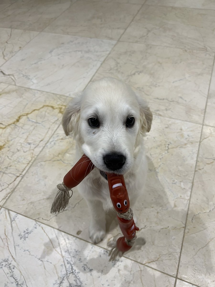 This happened again today but with Walter the puppy. And it was worse. It was fresh. Wet. The mechanism sucked half of it up. The horror! The horror!