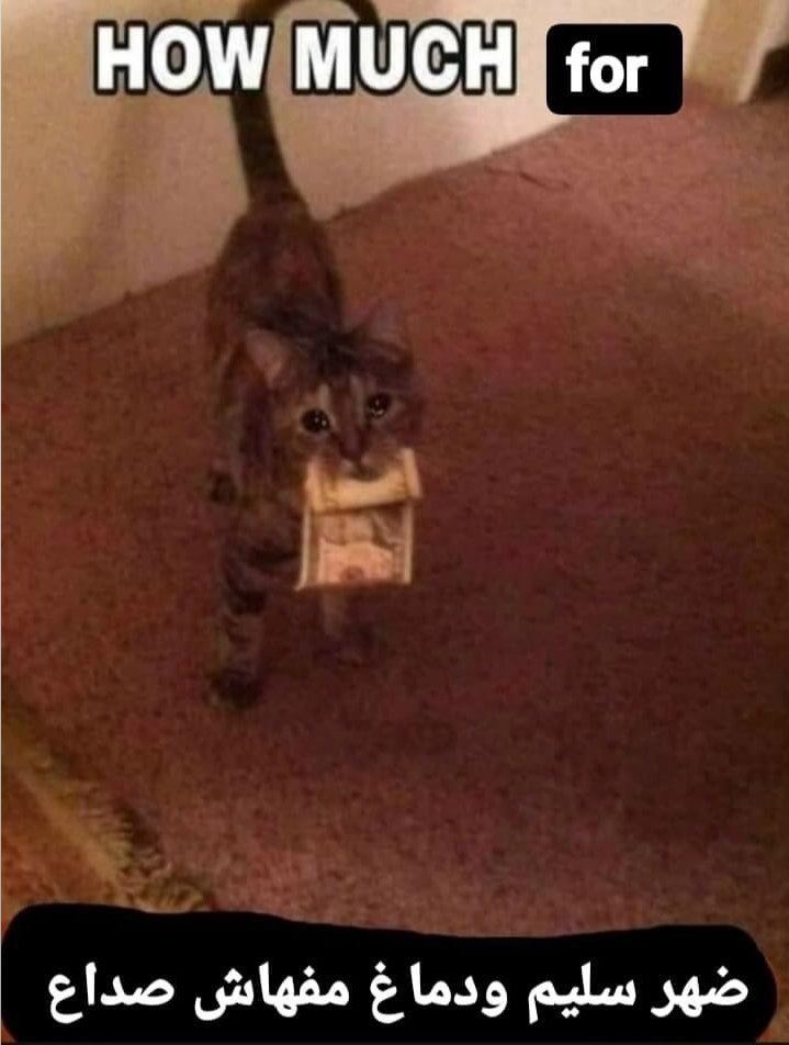 True Memes (@truememes_) on Twitter photo 
