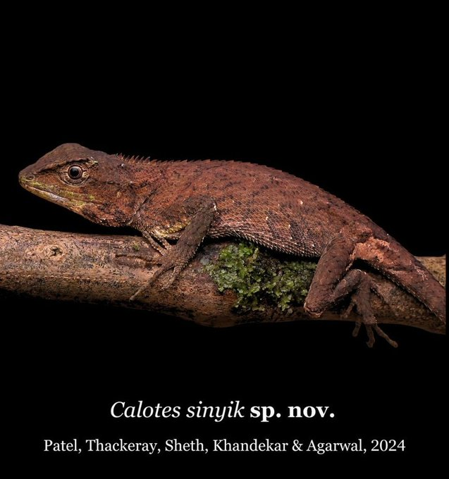 nivedita_Him's tweet photo. New species of small #Calotes @ #Subansiri basin of #ArunachalPradesh at mid-elevations (~1270 m asl)
Discovered by team of wildlife researchers from Thackeray Wildlife Foundation.
Via Ranjeet Jadhav (@ranjeetnature)
(Picture credit: Thackeray Wildlife Foundation)
1/2 https://t.co/Jib1JNu87J
