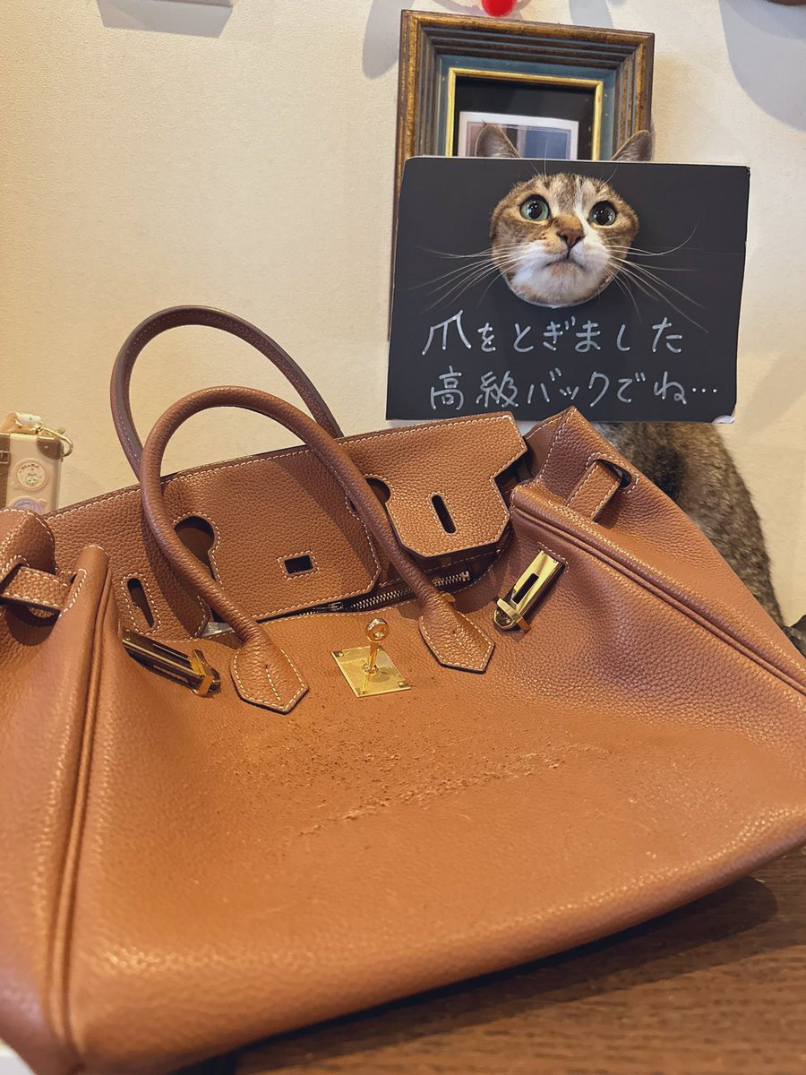 ココニャ@猫写真集、発売中！ tweet media