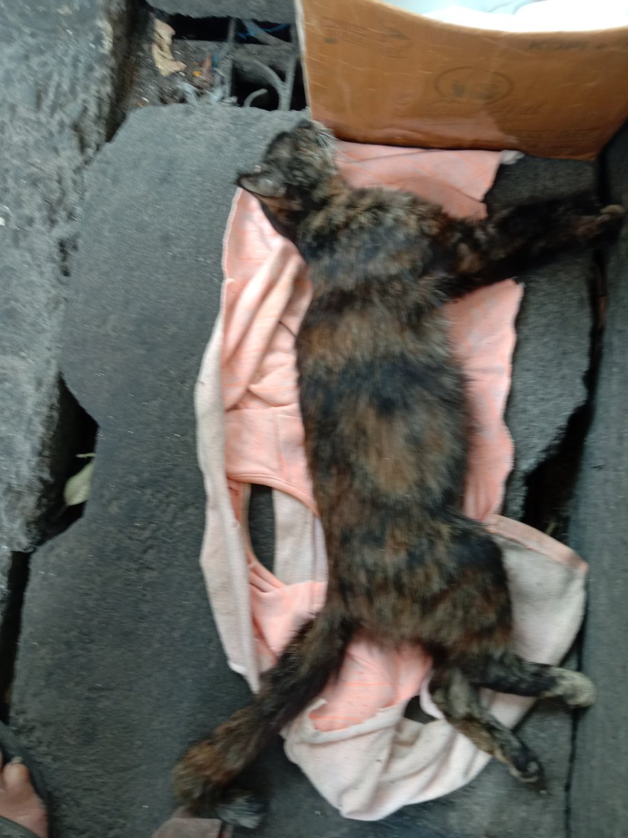 EM_EL_EN's tweet photo. Mohon bantuan nya untuk merescue kucing ini,menurut orang ,kucing ini semalam tertabrak motor, kondisinya sekarang kaki belakang tidak bisa bergerak di mulut nya ada bekas darah, sekarang posisi nya ada di tempat saya jualan di golf raya depan pt.indah karya https://t.co/Q71zT8QxkE