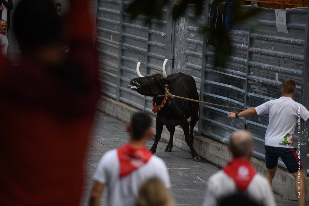 AnimaNaturalis's tweet photo. ❗️🐃 Según estudios científicos, los toros sometidos a este tipo de prácticas experimentan altos niveles de estrés y ansiedad debido al confinamiento, el ruido y la manipulación humana.

Reportaje completo: https://t.co/dxwl7B4iGX

https://t.co/EK1UGS4rCv ✍️ https://t.co/FKbIyFkAln