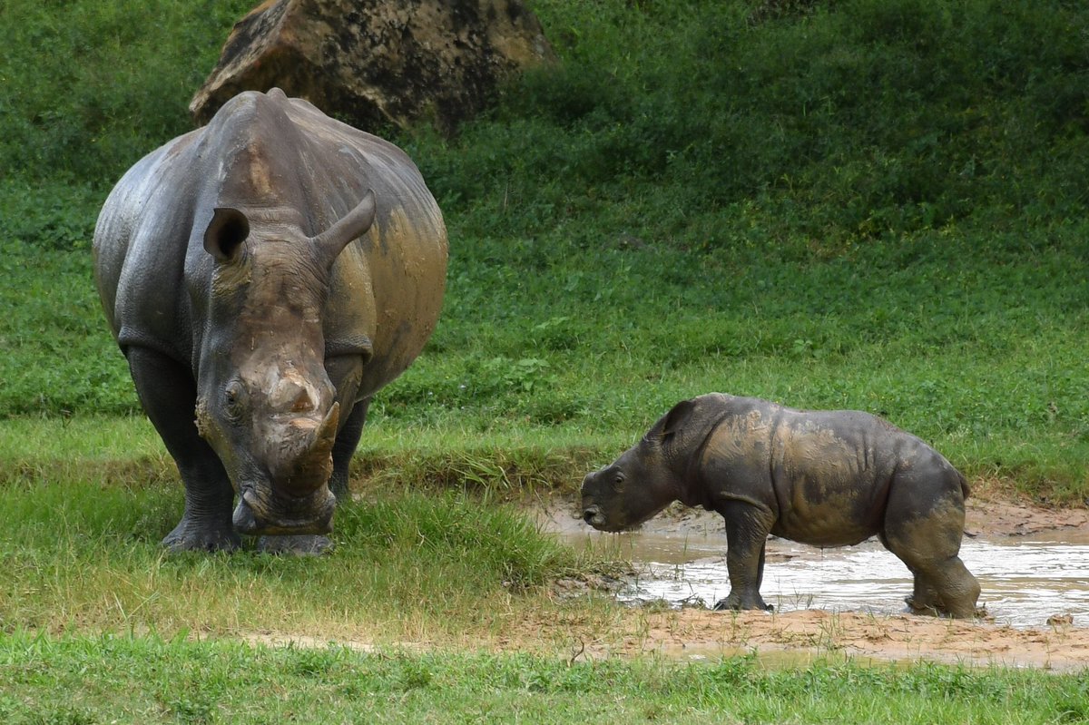 BitGoatmeme's tweet image. 下午午午午午午午午好，各位 $Azizi 的饲养员们。