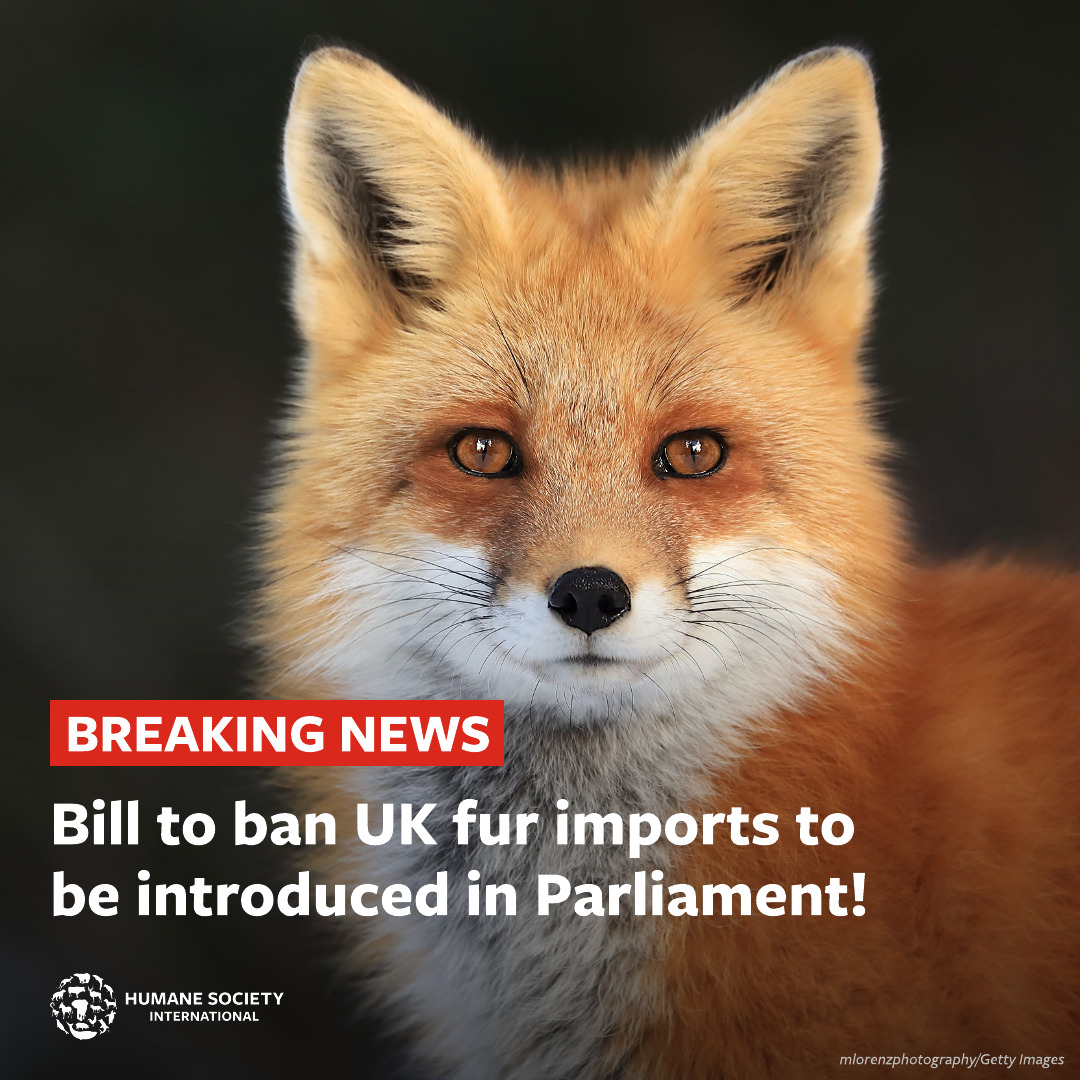 💥 BREAKING NEWS 💥

We're delighted to announce that <a href="/RuthJonesLabour/">Ruth Jones MP</a> has chosen to champion a #FurFreeBritain with her Private Members' Bill! This is a huge milestone for our campaign 🎉 

The Bill, which seeks to prevent the import and sale of new animal fur from all species,