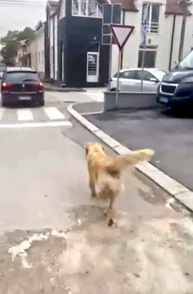 SCD_Rescue's tweet photo. 🛑URGENT APPEAL🛑

WE NEED YOUR HELP TO SAVE THIS BEAUTIFUL RETRIEVER 🙏

HE HAS BEEN DUMPED ON THE STREETS BY HIS OWNER WHO LITERALLY THREW HIM OUT OF THE CAR & THEN DROVE OFF.

THE AREA HE HAS BEEN DUMPED IS RIDDLED WITH DOG CATCHERS AND UNLESS WE GET HIM TODAY HE WILL SUFFER A WORSE FATE 😔

PLEASE PLEASE CAN WE HELP HIM

WITHOUT YOUR SUPPORT OUR HANDS ARE LITERALLY TIED. PLEASE HELP

Bank and PayPal Details:

https://t.co/gE53QnoSCO
Ref: BOY
~~~~~~~~~~~~~~~~~~~~~~~~

Bank details:

Name: Second Chance Dog Rescue CIC
Account Number: 53479449
Sort Code: 608371

Ref: BOY