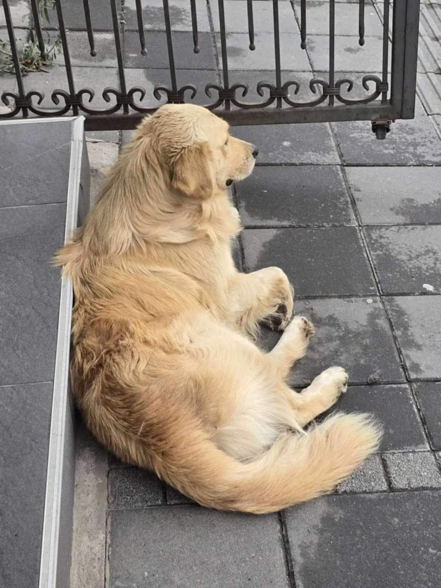 🛑URGENT APPEAL🛑

WE NEED YOUR HELP TO SAVE THIS BEAUTIFUL RETRIEVER 🙏

HE HAS BEEN DUMPED ON THE STREETS BY HIS OWNER WHO LITERALLY THREW HIM OUT OF THE CAR &amp; THEN DROVE OFF.

THE AREA HE HAS BEEN DUMPED IS RIDDLED WITH DOG CATCHERS AND UNLESS WE GET HIM TODAY HE WILL SUFFER A