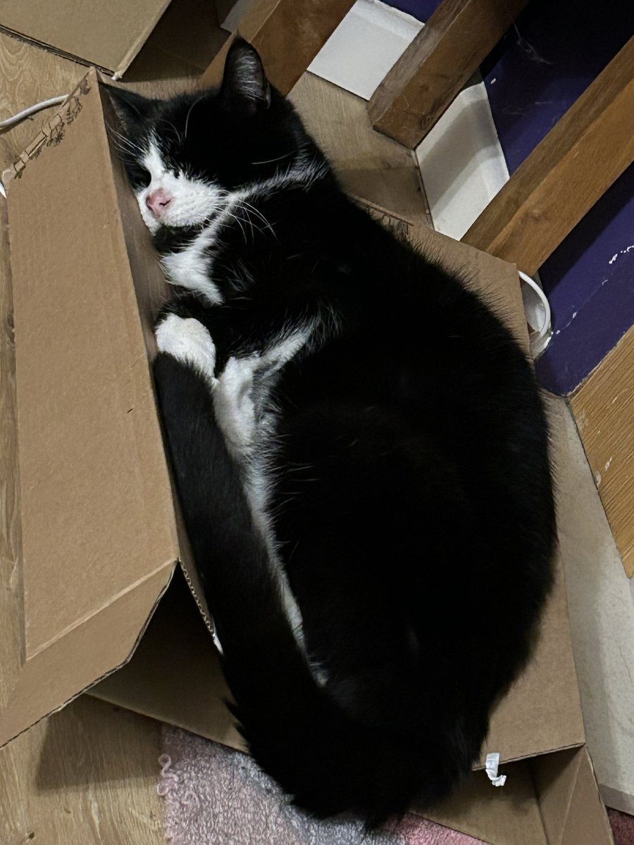 grumpy_cat18's tweet photo. I’m getting on in years now but my love of a cardboard box has not diminished. This is my latest favourite bed https://t.co/f5LeVEEHBo