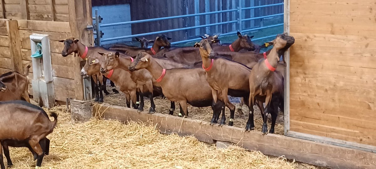 InstitutElevage's tweet image. 🔴 Direct | Journée Portes Ouvertes
A la Ferme #expérimentale #caprine du #Pradel 🐐 
Au programme : 
✅ Ateliers techniques autour du changement climatique &amp;amp; derniers résultats des essais 
✅ Visites 
✅ Démonstrations
+ de 400 personnes attendues 😍 
Nos collègues sont prêts 👍
