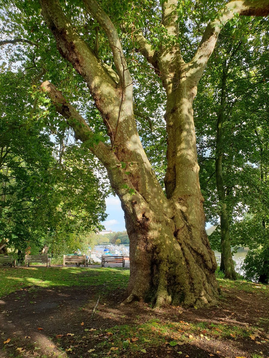 ThamesPathNT's tweet photo. Contrasting views of a London Plane tree in last year's autumn sunshine on the #ThamesPath National Trail near Orleans House, Twickenham, in the Arcadian Thames landscape.
#thicktrunktuesday @TheStreetTree @ruths_gallery @ThamesLandscape @TiCLme https://t.co/opMIjGaG95