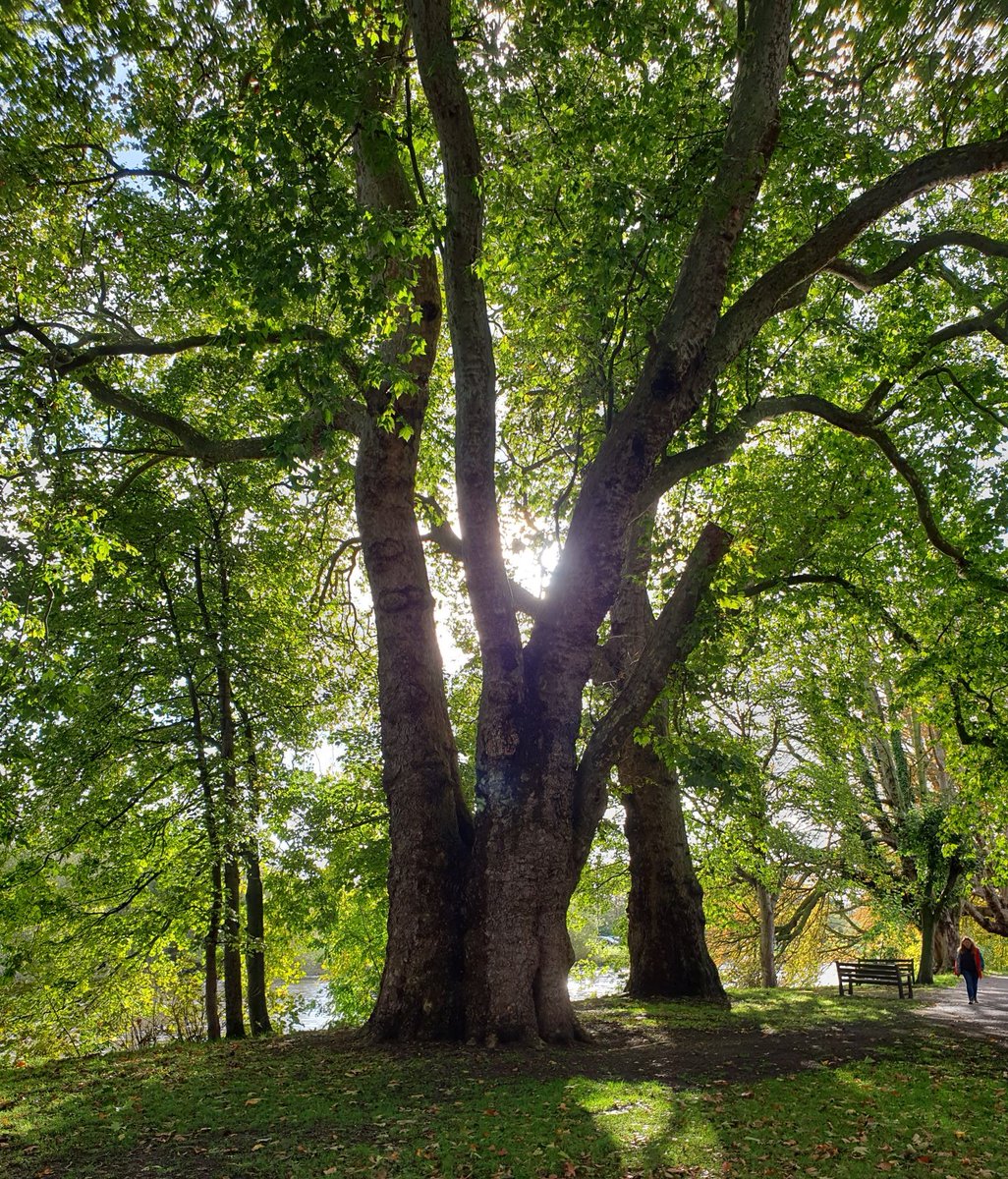 Thames Path National Trail (@thamespathnt) on Twitter photo Contrasting views of a London Plane tree in last year's autumn sunshine on the #ThamesPath National Trail near Orleans House, Twickenham, in the Arcadian Thames landscape.
#thicktrunktuesday <a href="/TheStreetTree/">Paul Wood ๐ณ</a> <a href="/ruths_gallery/">Ruth Wadey</a> <a href="/ThamesLandscape/">Thames Landscape Strategy</a> <a href="/TiCLme/">TiCL ๐๐๐</a> Contrasting views of a London Plane tree in last year's autumn sunshine on the #ThamesPath National Trail near Orleans House, Twickenham, in the Arcadian Thames landscape.
#thicktrunktuesday <a href="/TheStreetTree/">Paul Wood ๐ณ</a> <a href="/ruths_gallery/">Ruth Wadey</a> <a href="/ThamesLandscape/">Thames Landscape Strategy</a> <a href="/TiCLme/">TiCL ๐๐๐</a>
