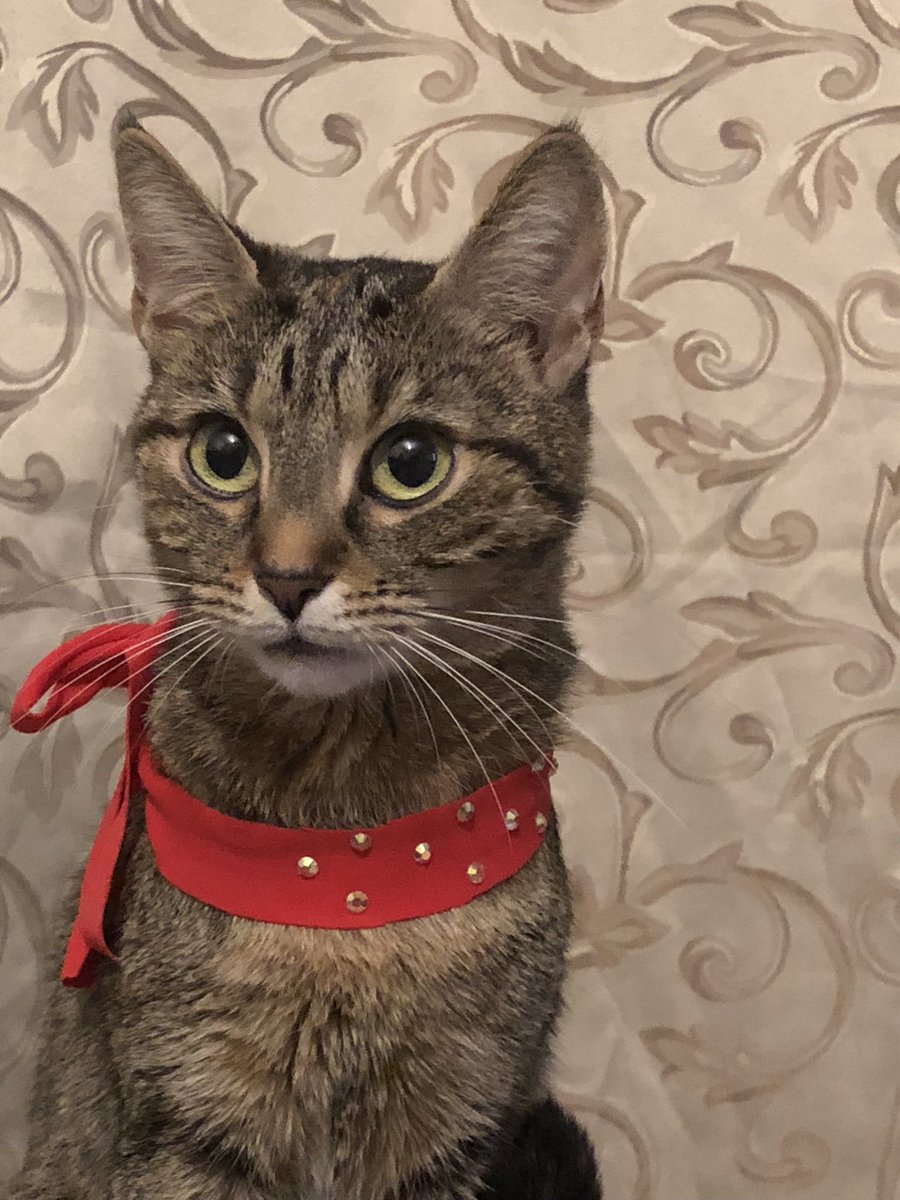 Birb on TON 🐦 tweet media