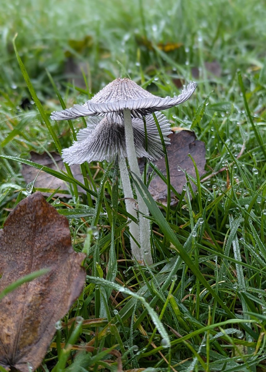 Very few shrooms around this year! Not sure what type of mushroom we (finally) spotted on our walk down the Lamby Way towpath, but I liked its frilly nature! #WildCardiffHour