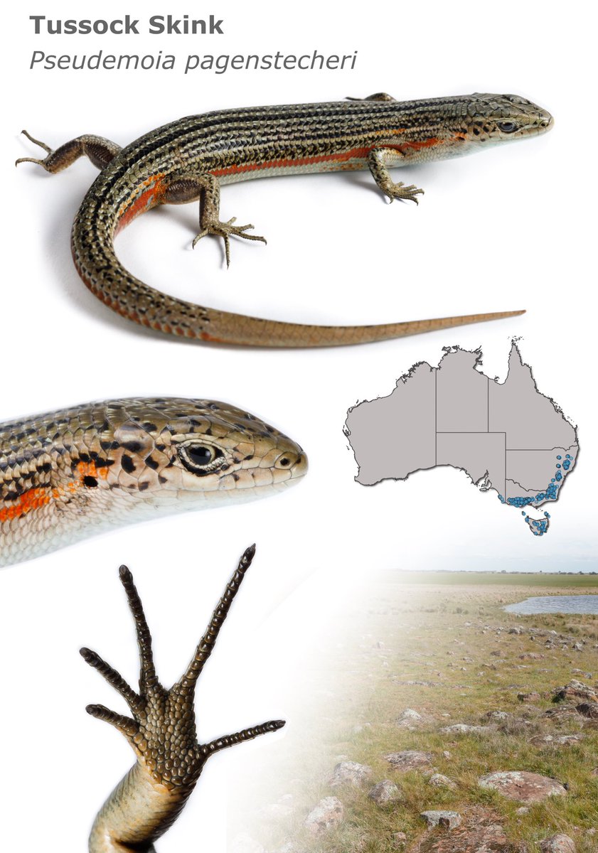 FarquharJules's tweet photo. Pseudemoia pagenstecheri, the tussock-loving member of the genus.
#Skinks #PseudemoiaGenus https://t.co/JKr1Ue3Iih