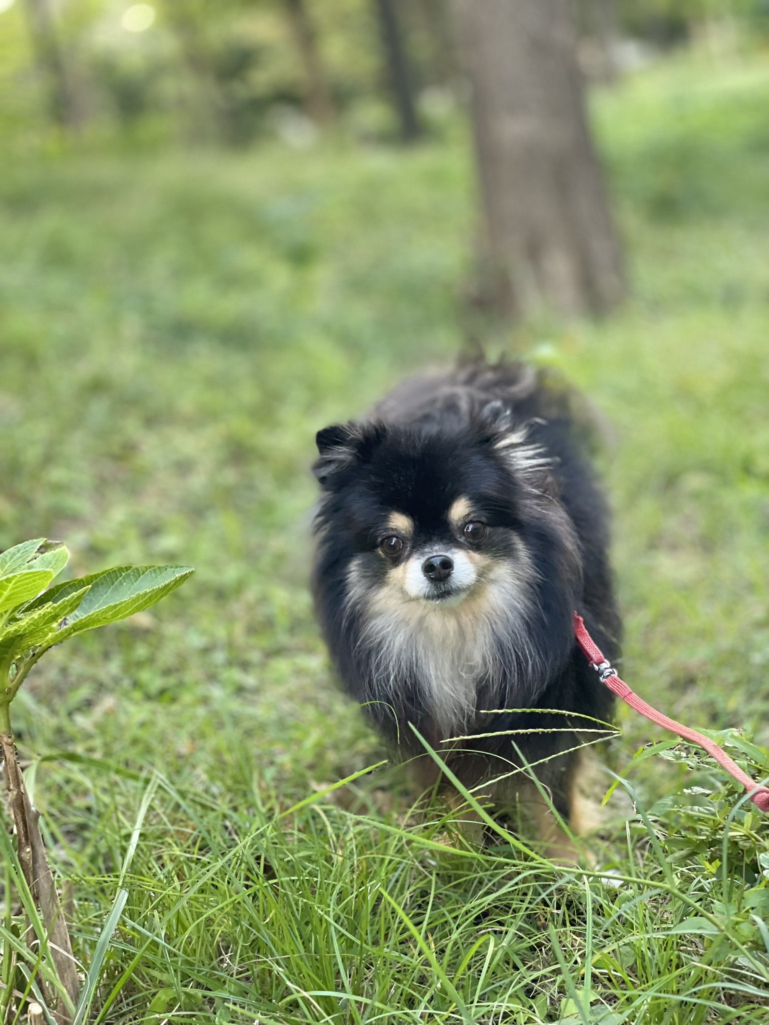 ポメころび❤️ 天使の微笑み💓 #シーズー#犬#ロンムックファミリー #わんこ