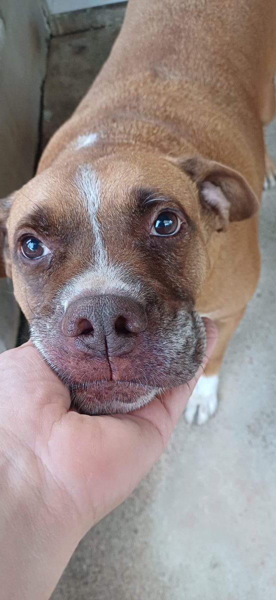 Aprire il suo box è sempre più difficile...
4 anni, giovane, Tg medio grande e la tristezza negli occhi...
Valentino è un cane molto buono.
Non lasciamolo li merita una vita migliore.
Si trova in provincia di Salerno ma viaggia per buona adozione.
3318029453
Solo sms o wtzp