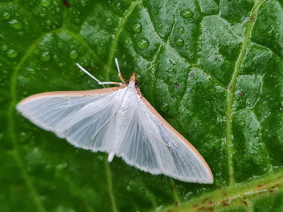 Austins.moths tweet media