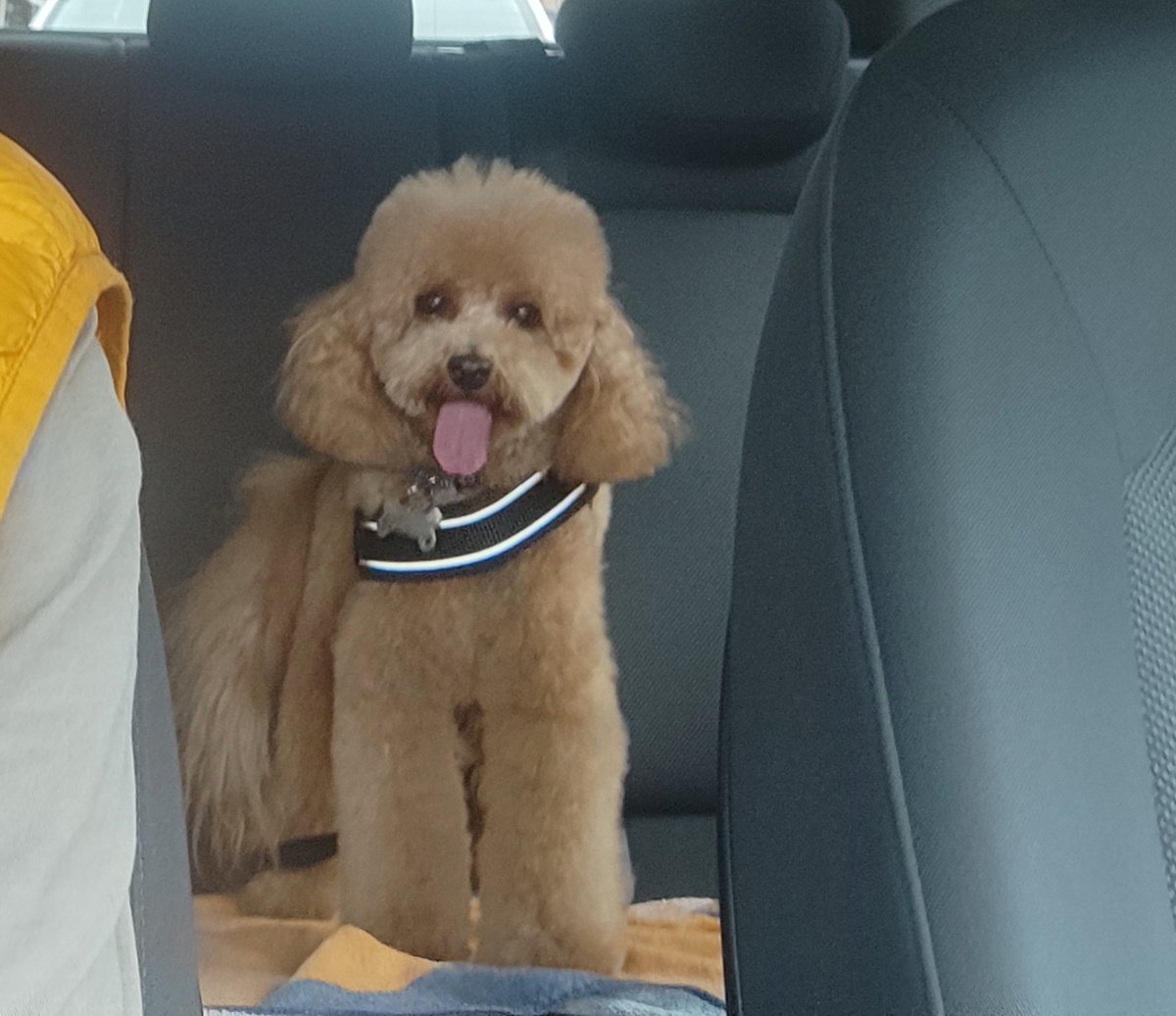 Manudaprato's tweet image. Siamo andati dal parrucchiere 🥰 #Mojito #labruna