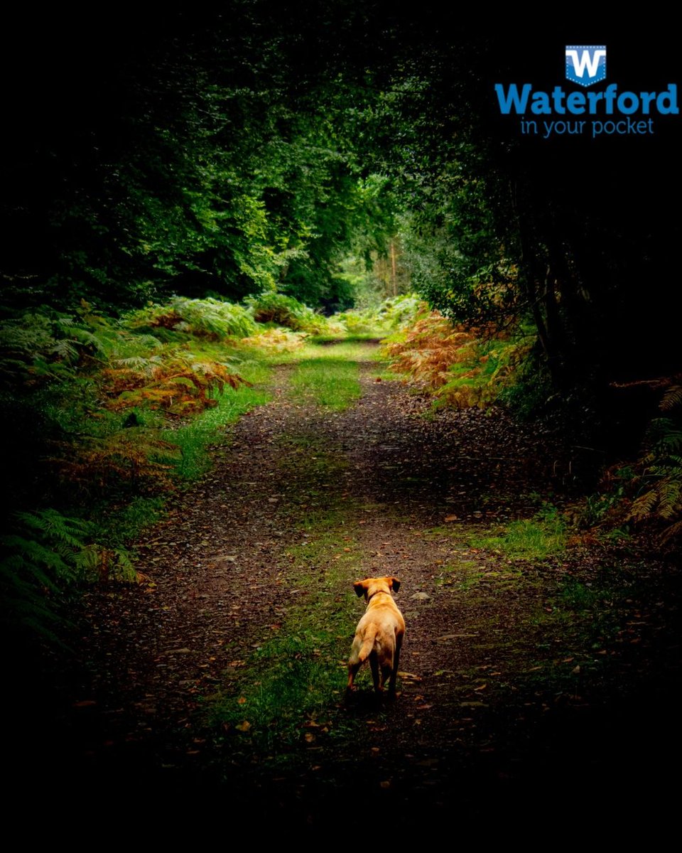 WaterfordPocket's tweet photo. Quote of the day....

"Exploration is really the essence of the human spirit."

~Frank Borman

(Photo taken at Gurteen wood just outside of Kilsheelan)

#Waterford #Ireland #Dog #Quote #Quoteofthday #Forest #Woods https://t.co/gpzQ3H0roU