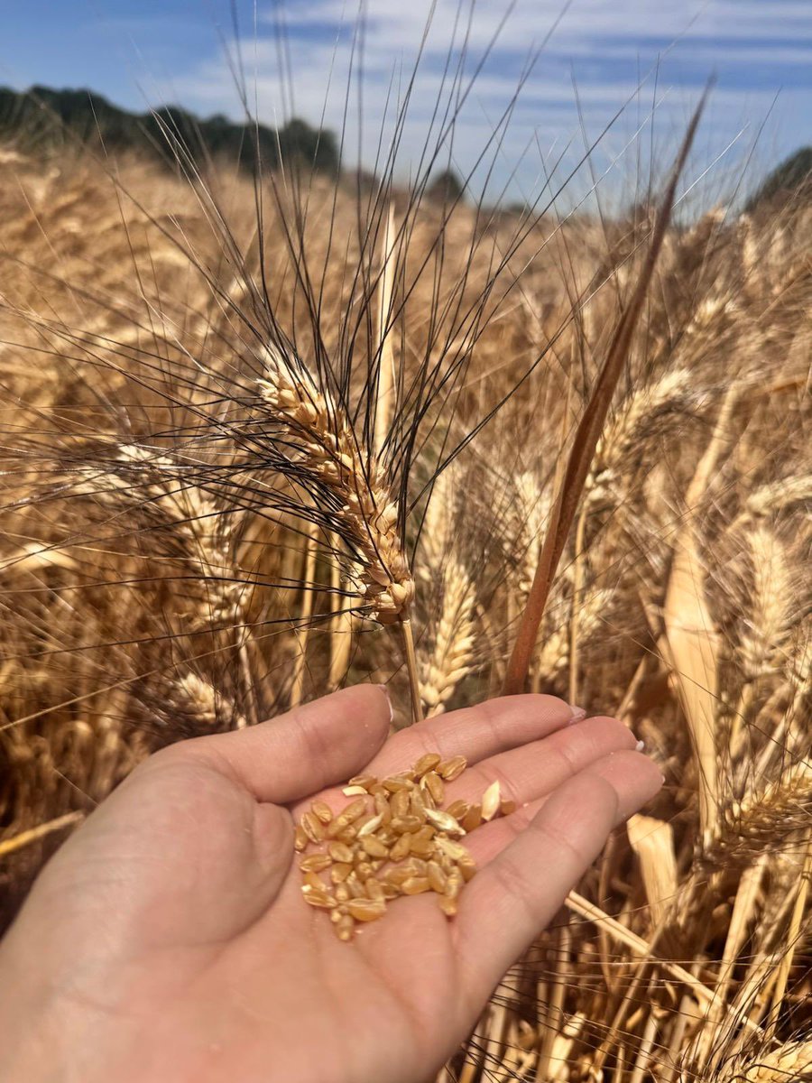 Dünya kadın çiftçiler günümüz kutlu olsun. Üreten, çabalayan, emek veren her kadın çok değerli.

Buram buram emek kokan elleriniz dert görmesin hanımlar🌸🌼🚜