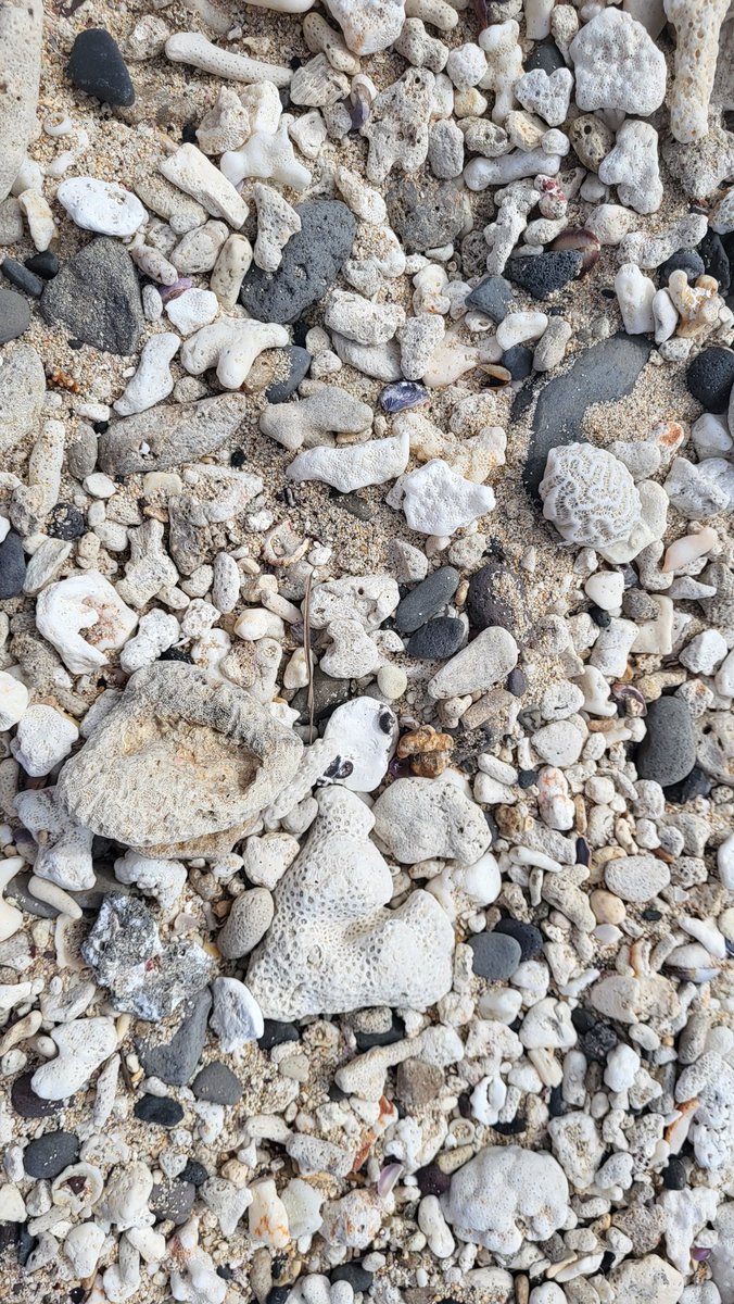 Blanca Figuerola tweet media