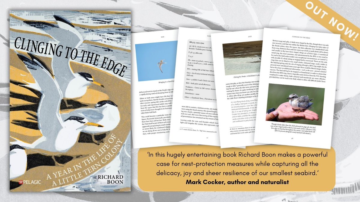 Pelagic Publishing (@pelagicpublish) on Twitter photo Published today! Clinging to the Edge: A Year in the Life of a Little Tern Colony by Richard Boon π
Learn more and order your copy β‘οΈ loom.ly/u-ibXS4
#ornithology #seabirds #birdwatching #conservation #spurnpoint #tern Published today! Clinging to the Edge: A Year in the Life of a Little Tern Colony by Richard Boon π
Learn more and order your copy β‘οΈ loom.ly/u-ibXS4
#ornithology #seabirds #birdwatching #conservation #spurnpoint #tern