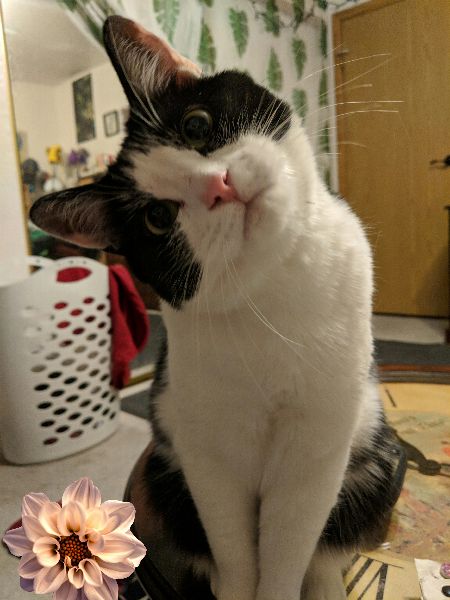 i_am_kungfu_cat's tweet image. Attempting to break land speed record 🏎️💨 #FastAndFurrious #cat #cats #cute