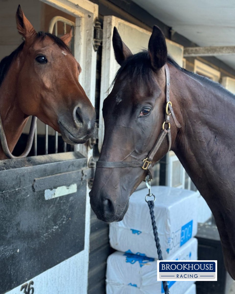 BrookhouseRacin's tweet image. Looks like Larry’s offering Martin a masterclass ahead of his hurdle debut at @WetherbyRaces tomorrow! 💡
No pressure, Martin—just take notes from the real expert! 😉
#LiberatedLad
#MartinPlage
#ProTips #TeamBrookhouse