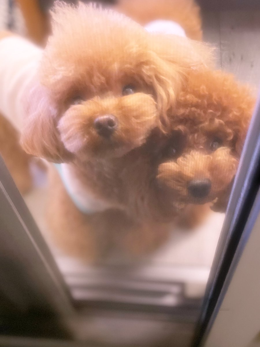 hanawanta's tweet image. I was looking up at the sky from my balcony to see Comet Atlas when these cute dogs were looking at me with worried eyes. 

Naturally, I couldn&apos;t see the comet💫

#英語日記 #twingish  #grammarhelp