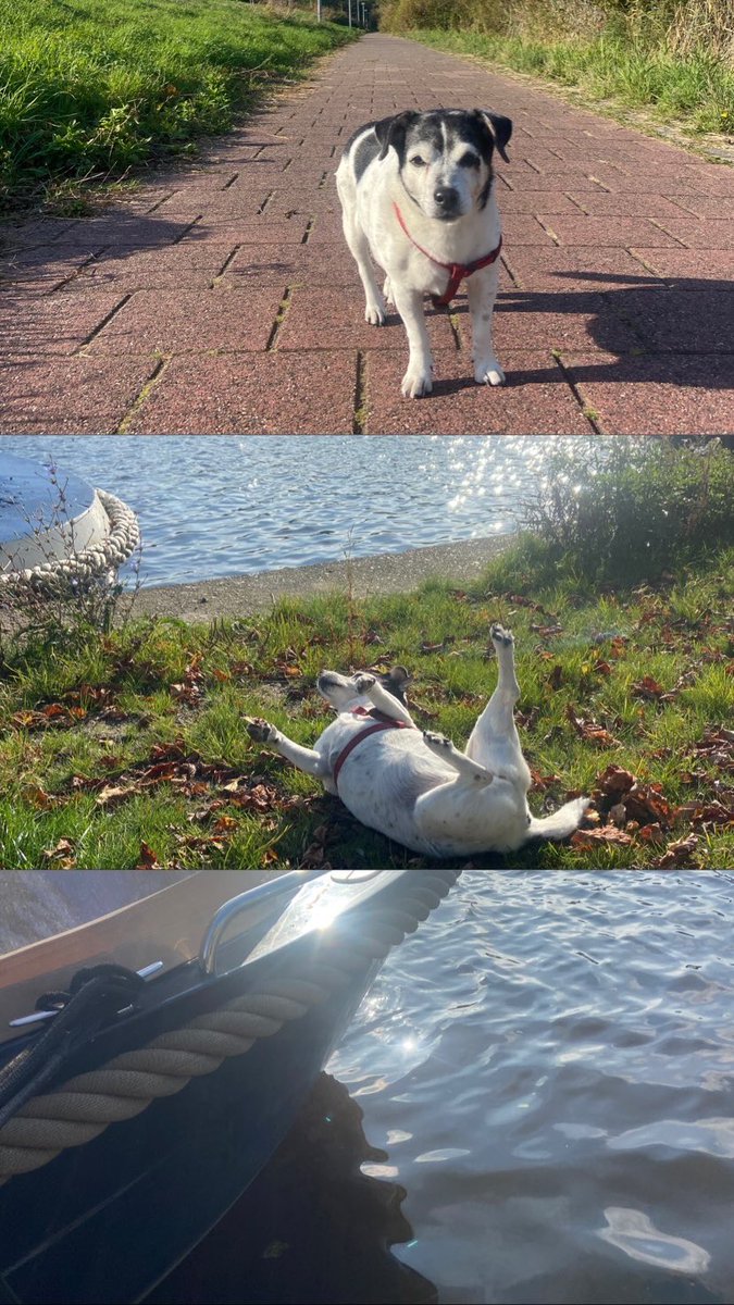 Ze wil wel eens vaker niet meer lopen, maar zo demonstratief op de grond gaan liggen en blijven liggen, had ik alleen op instagram gezien bij andere stoute hondjes.