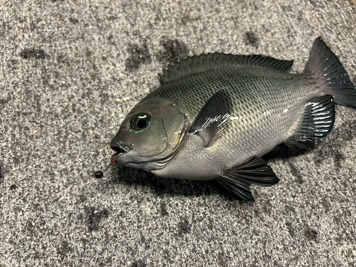 #みなとみらい 
 #ヘチアジング

久しぶりにみなとみらいヘチ
至る所にアジアジアジたまにグレ

クーラー持ってくればアジ持って帰ったんだけどなぁ…あと青イソ足りん笑