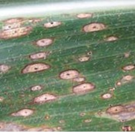 Sign up to attend our free Pioneer agronomy update on #TarSpot Fri Oct 18 8 a.m. EST to learn strategies to help combat this disease. 🌽 #EastCdnAg

▶️ bit.ly/47ZplS8