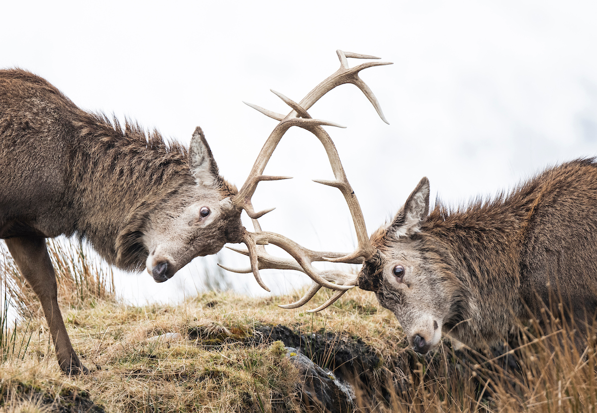 SCOTLAND: The Big Picture has joined The Common Ground Forum, a group of organisations from across Scotland who are committed to a more collaborative approach to deer management. 🦌

In this blog, SBP’s Hugh Webster reflects on the long-running debate around Scotland’s deer and