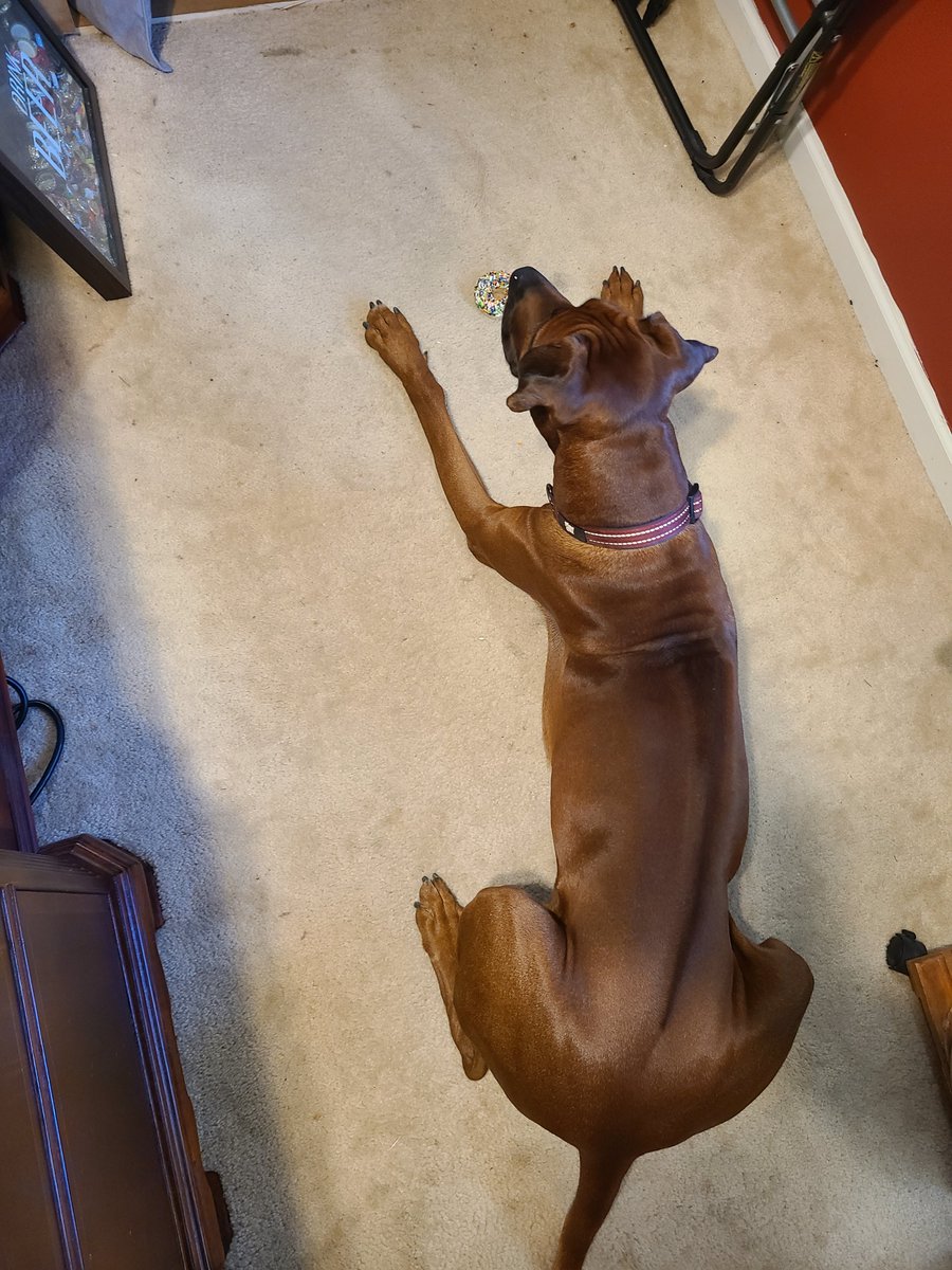 JamesGBledsoe1's tweet photo. Happy Birthday to this big boi!
#ridgebacks #rhodesianridgebacks #rhodesianridgeback #lionhound #ridgeback #northcarolina #ridgebacksofnorthcarolina #hounds #dogsofnc #lionhounds #ridgebacklove #ridgebacks #africanlionhound #ridgebacksofraleigh #raleighridgebacks https://t.co/7jPjG2dFlO