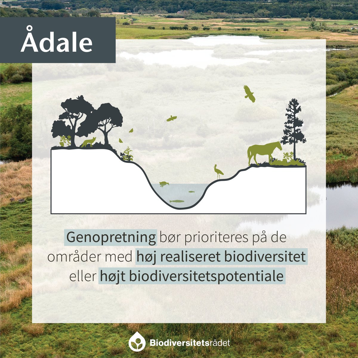 #Ådale udgør i DK 18% af landarealet. Dræning, opdyrkning og udretning af vandløb har dog ændret mange oprindelige ådale. Genopretning af ådale er et effektivt virkemiddel til at genetablere biodiversitet tilknyttet ådale og de tilhørende arealer #dkgreen biodiversitetsraadet.dk/virkemiddelkat…