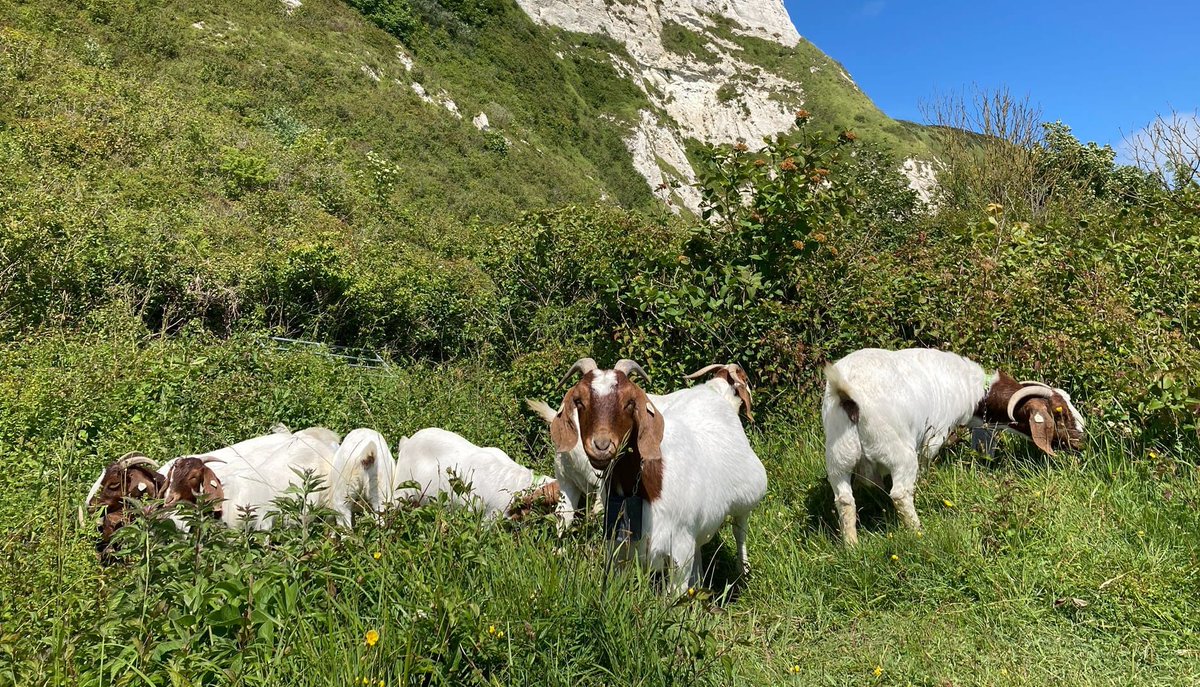 Meet the latest WCCP team members: our goats! They're helping restore chalk grassland at Folkestone Warren, ungrazed for nearly 100 years. Using fenceless tech, they target key areas to boost biodiversity and tackle climate change. Big thanks to <a href="/networkrail/">Network Rail</a> for supporting this!