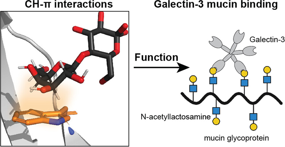 JACS Au (@jacs_au) on Twitter photo CH−π Interactions Are Required for Human Galectin-3 Function
By <a href="/ChemicalBiology/">Laura Kiessling</a> et al. <a href="/MIT/">Massachusetts Institute of Technology (MIT)</a> <a href="/UWMadison/">UW–Madison</a>
Read the paper 👉 go.acs.org/bfD CH−π Interactions Are Required for Human Galectin-3 Function
By <a href="/ChemicalBiology/">Laura Kiessling</a> et al. <a href="/MIT/">Massachusetts Institute of Technology (MIT)</a> <a href="/UWMadison/">UW–Madison</a>
Read the paper 👉 go.acs.org/bfD