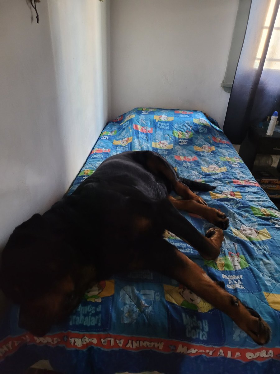 malitasperras's tweet photo. Ringo se durmio escuchando a mumi #nadiedicenada https://t.co/YOP8MNJAma