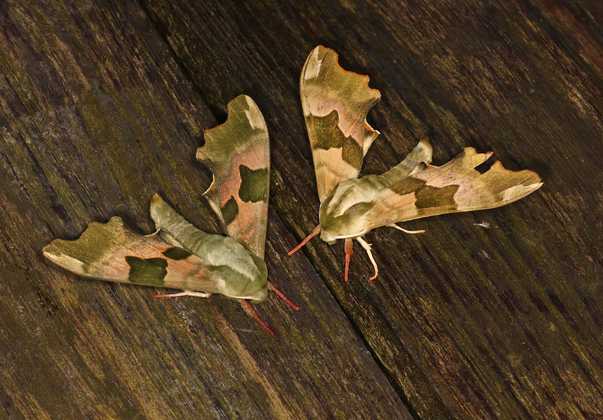 Iona Cunningham-Eurich (@ionace) on Twitter photo Into moths and in the UK? Please fill in Survey pt2 aiming to help us understand moth-ers and their relationship with insects in traps 🐝📷 Over 400 respondents last time so please share!
qualtrics.ucl.ac.uk/jfe/form/SV_4S…
(Best on computer/tablet) (c) TimB
<a href="/WaspWoman/">Prof Seirian Sumner</a> @BroadGavin Into moths and in the UK? Please fill in Survey pt2 aiming to help us understand moth-ers and their relationship with insects in traps 🐝📷 Over 400 respondents last time so please share!
qualtrics.ucl.ac.uk/jfe/form/SV_4S…
(Best on computer/tablet) (c) TimB
<a href="/WaspWoman/">Prof Seirian Sumner</a> @BroadGavin