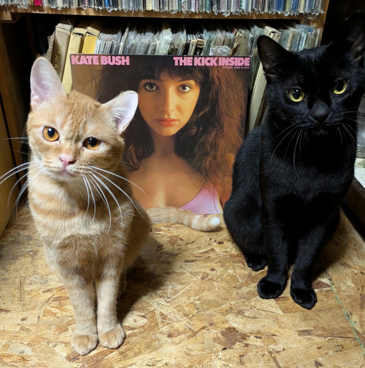 popncat1's tweet photo. 今夜のMintRecordsはクロ介も一緒にケイト・ブッシュ。
#katebush #thekickinside https://t.co/moiD08fmve