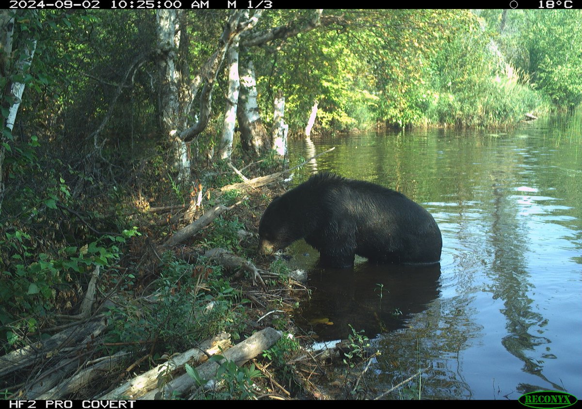 Hey! Wait! That's not a #beaver...