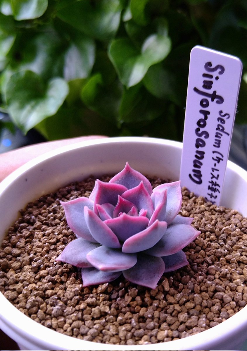 esusi_13's tweet photo. sedum Sinforosanum

小さいのに存在感があり
これからが楽しみな苗😊 https://t.co/bB1AHXRWbO