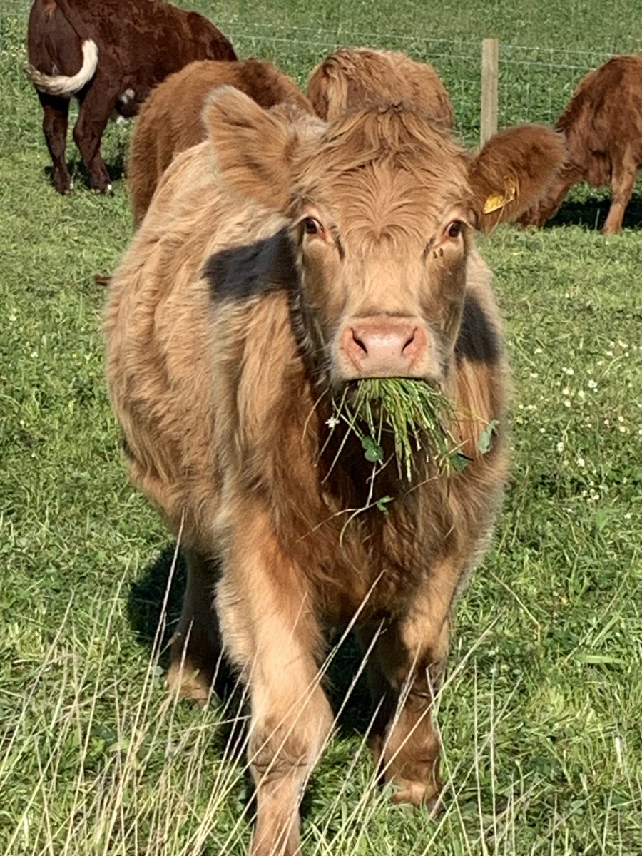 wintoncastle's tweet image. Happy #coosday. Lunchtime yum yum