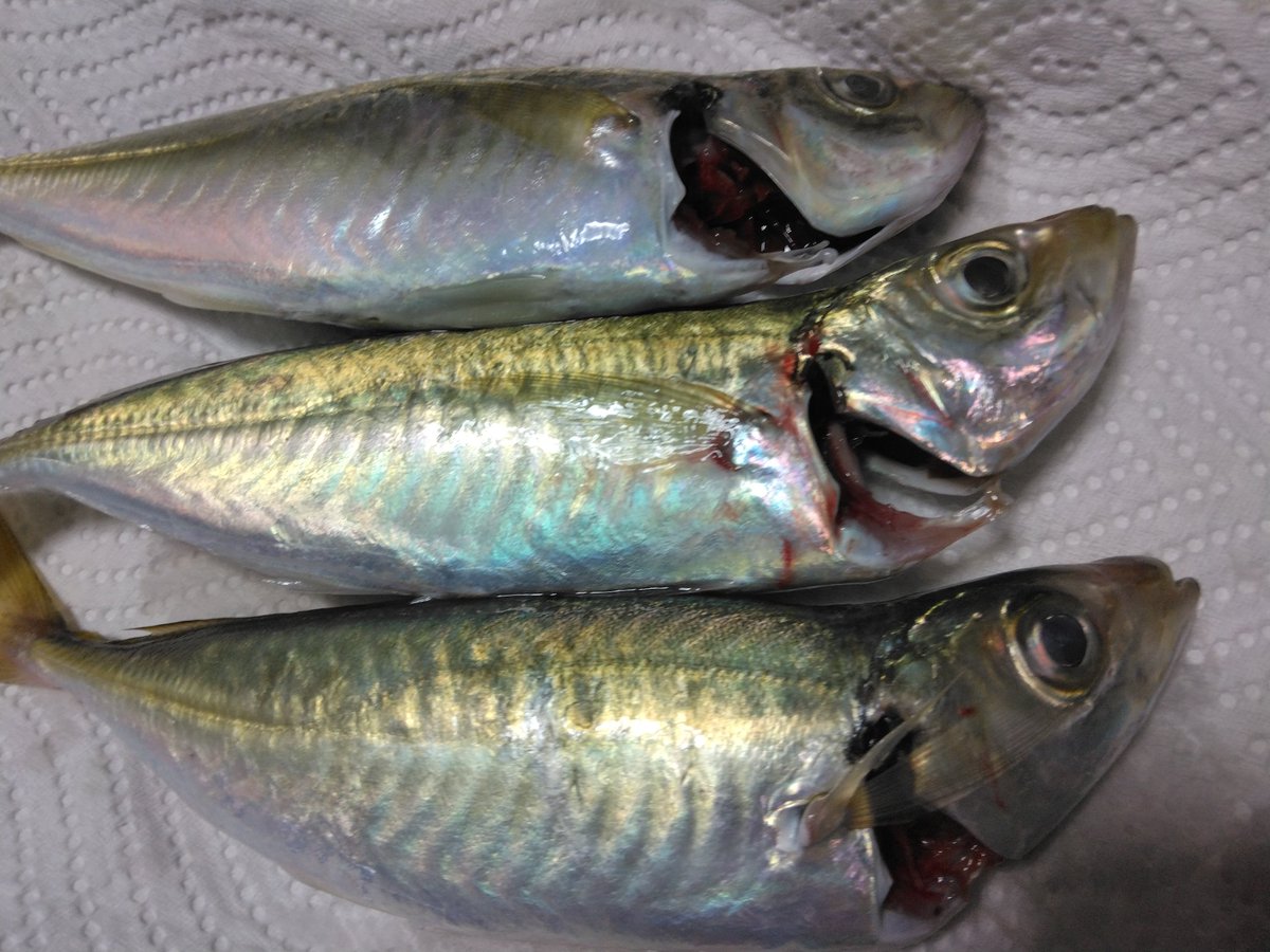 hukusuke1000's tweet photo. せっかくのアジだったので
チビサイズでしたが、頑張って
お刺身に

前日からのクーラー装備でしたので、鮮度悪い(￣∇￣：

それでも生臭さなく
美味しく食べれた

ウレタン以上のクーラー
欲しいな https://t.co/GypU8GR8RC