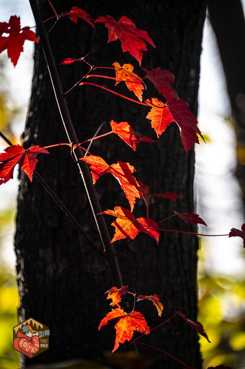 RobertFaubert1's tweet photo. Autumn colours on a cool fall day.
#autumn #fallcolour #naturesbeauty #photography #nikoncreators #ThePhotoHour https://t.co/CQJ6tK00pC