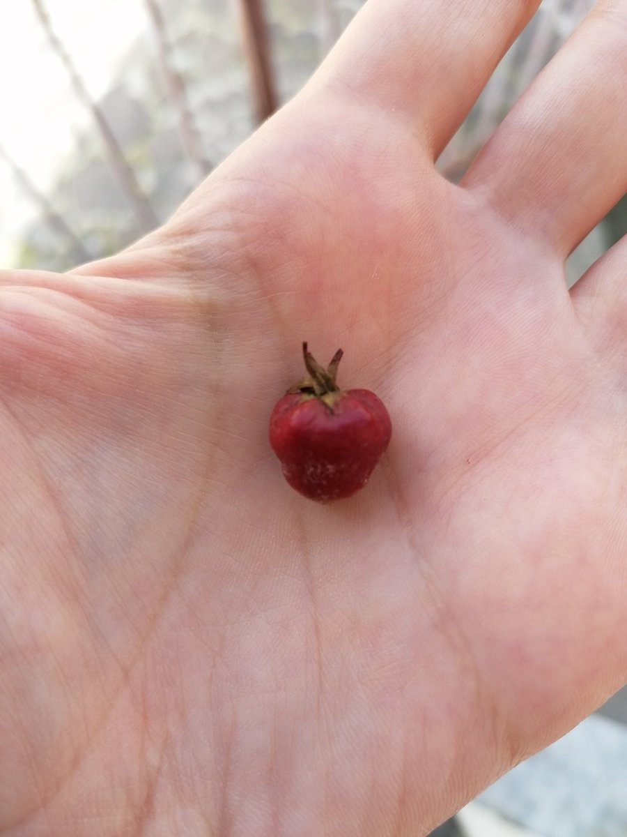 AGiuliaFiorillo's tweet photo. Sbucciando una mela ho trovato questa mini mela attaccata al peduncolo 😍 Non è troppo, troppo carina così piccola? 🥹🥰
🍎❤️
#mela #reddelicious #minimela #troppocarina #socute #redapple #misentobiancaneve https://t.co/sZt6kqPmpB