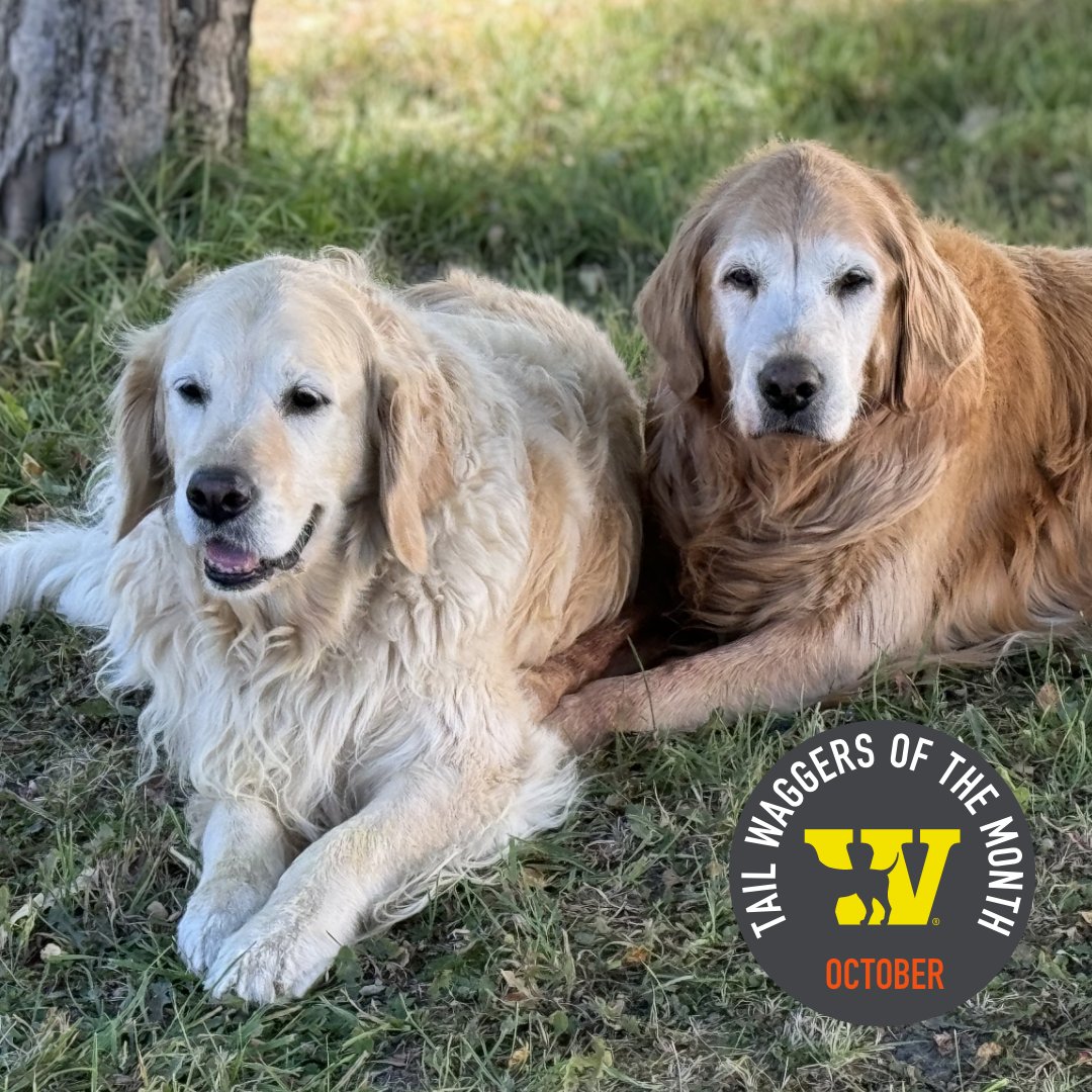 WaggingTailsPR's tweet image. Who are our furry superstars this October? None other than the dynamic duo, Gracie and Sophie!
☀️ Head to our website to read more about these amazing golden girls! bit.ly/3NjhJ3z

#WagginTailsPetResort #TWM #GoldenRetriever #TwinCitiesDogs  #BestDoggyDaycare
