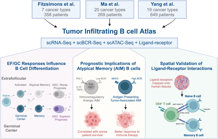 Waggoner Lab (@labwaggoner) on Twitter photo ScRNA-seq defines pan-cancer atlas of tumor-infiltrating B cell subsets
Preview <a href="/Cancer_Cell/">Cancer Cell</a>
cell.com/cancer-cell/fu…
cell.com/cancer-cell/fu…
doi.org/10.1016/j.cell…
science.org/doi/10.1126/sc… ScRNA-seq defines pan-cancer atlas of tumor-infiltrating B cell subsets
Preview <a href="/Cancer_Cell/">Cancer Cell</a>
cell.com/cancer-cell/fu…
cell.com/cancer-cell/fu…
doi.org/10.1016/j.cell…
science.org/doi/10.1126/sc…